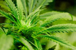 Cannabis may help reduce spasticity