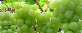 Grape seed extract kills head and neck cancer cells
