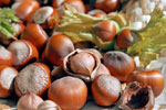 Hazelnut oil could boost nutrition for pre-term babies