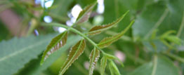 India helping Ethiopia realise full potential of neem