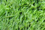 Seaweed could fight tooth decay: Scientists