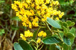 Indian plant extracts may help treat diabetes
