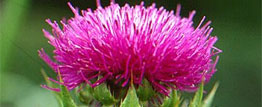 Milk thistle may help halt spread of lung cancers