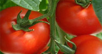 Tomatoes `good for heart`