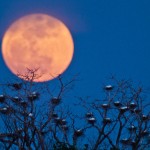 Supermoon shines : pics