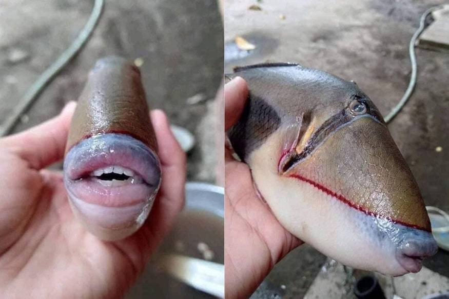 Human Trigger Fish New Face, Who Dis? Fish With Human-Like Face Spotted in Malaysia - watsup