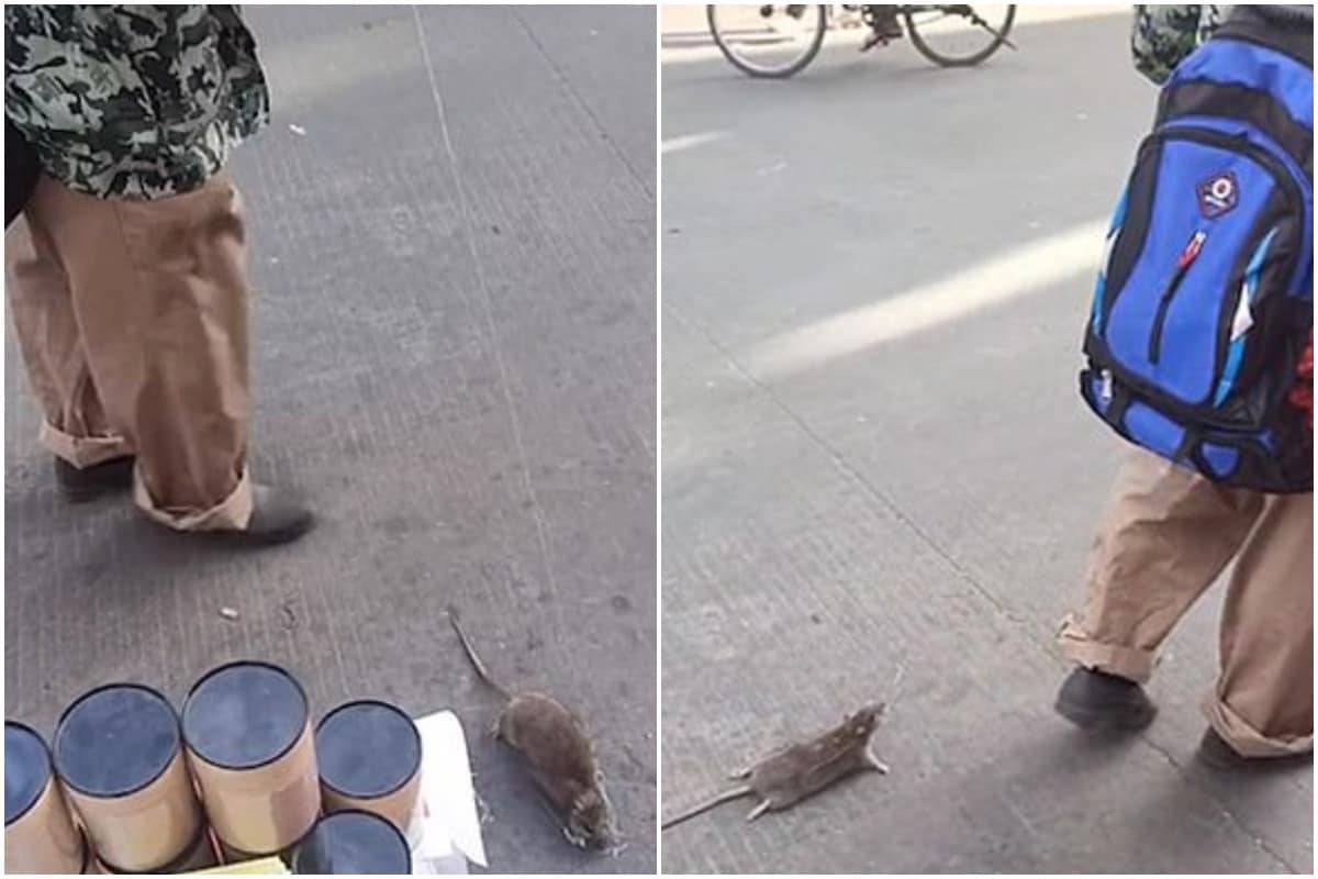 Bizarre Video of Chinese Man Taking Two Rats for a 'Walk' Leaves ...