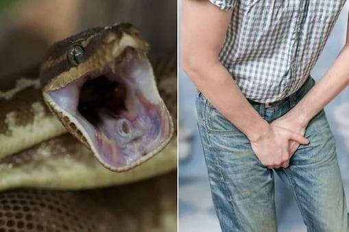 Horror Inside Toilet: Austrian Man Gets Bitten by Neighbour's Pet ...